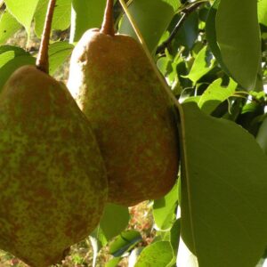 Azijietiška kriaušė 'Tsu-Li’