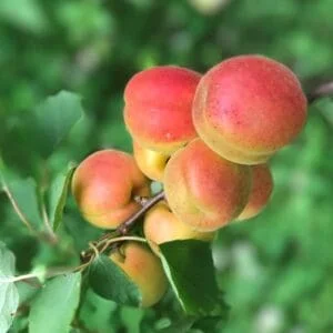 Abrikosas ‘Soledane’