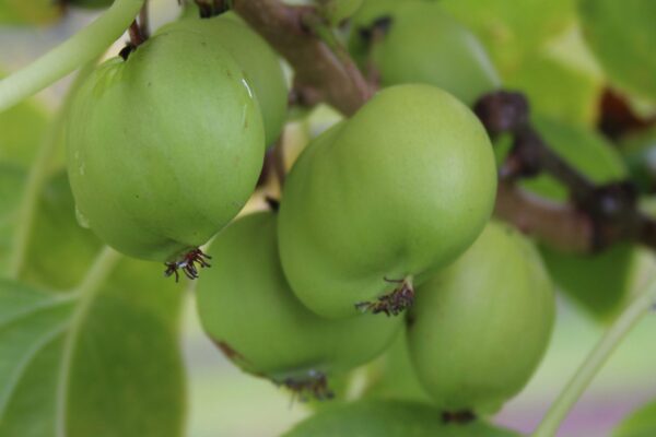 Smailialapė aktinidija 'Chang Bai Giant' - vaisiai gana dideli, skanūs, nereikia nulupti odelės