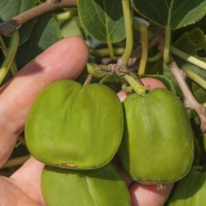 Smailialapė aktinidija 'Chang Bai Giant' - vaisiai gana dideli, skanūs, nereikia nulupti odelės