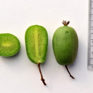 Smailialape aktinidija 'Vitikiwi' - vaisiai yra maždaug 3cm dydžio