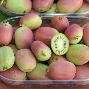 Smailialapė aktinidija 'Bingo' PBR - vaisiai saldūs, skanūs, su ananaso poskoniu, odelė saulėje paraudonuoja, minkštimas žalias