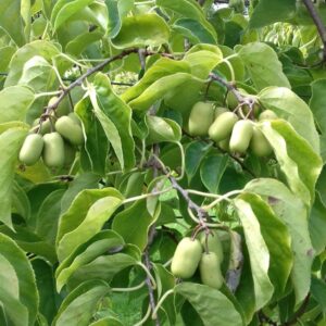 Smailialape aktinidija 'Lucy' - vaisiai skanūs, saldžiarūgščio skonio