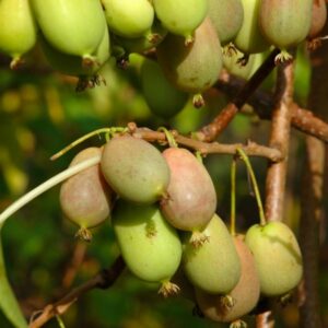 Smailialape aktinidija 'Lucy' - vaisiai skanūs, saldžiarūgščio skonio