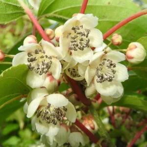 Vyriška smailialapė aktinidija 'Weiki' yra puiki apdulkintoja kitoms aktinidijų veislėms