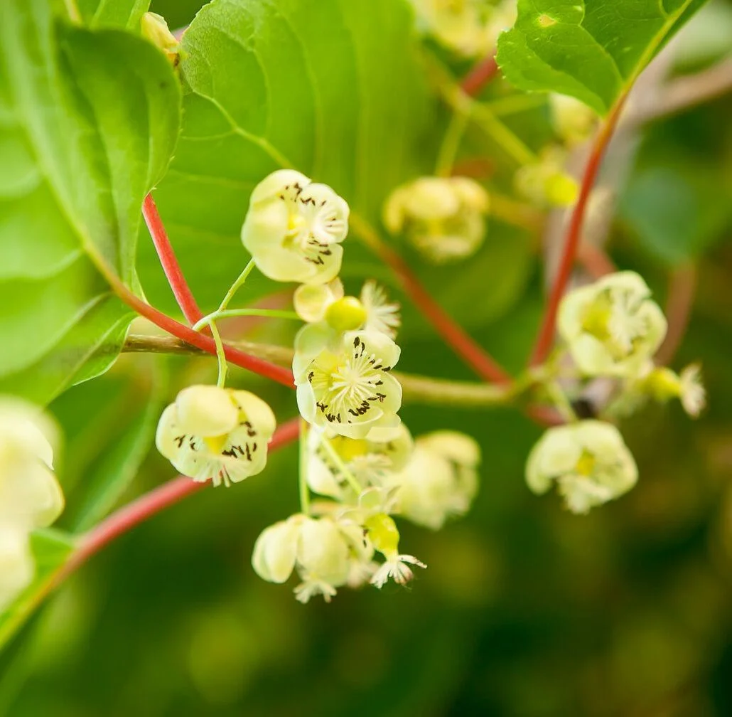 Vyriška smailialapė aktinidija 'Weiki' yra puiki apdulkintoja kitoms aktinidijų veislėms