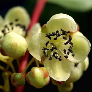 Vyriška smailialapė aktinidija 'Weiki' yra puiki apdulkintoja kitoms aktinidijų veislėms