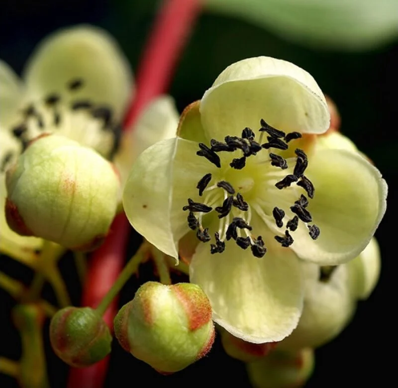 Vyriška smailialapė aktinidija 'Weiki' yra puiki apdulkintoja kitoms aktinidijų veislėms