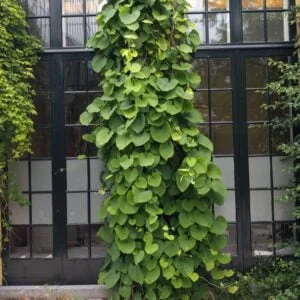 didžialapė kartuolė yra labai dekoratyvi liana su stambiais egzotiškais lapais, pasiekia net 15 metrų aukštį, tinka apželdinti kolonas ar pastatus