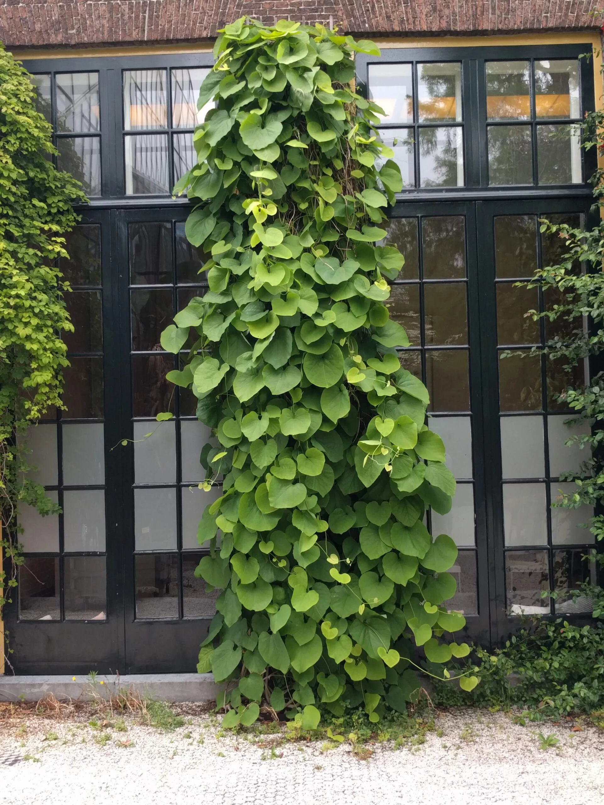 didžialapė kartuolė yra labai dekoratyvi liana su stambiais egzotiškais lapais, pasiekia net 15 metrų aukštį, tinka apželdinti kolonas ar pastatus