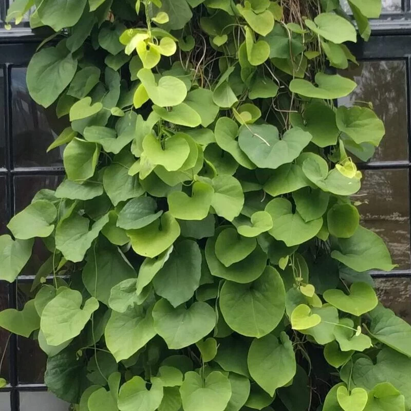 didžialapė kartuolė yra labai dekoratyvi liana su stambiais egzotiškais lapais