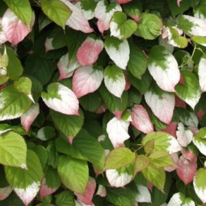 Vyriška margalapė aktinidija 'Adam' yra labai dekoratyvi dėl savo margų lapų, tinka apželdinti tvoroms, pergolėmes, sienoms ar kolonoms