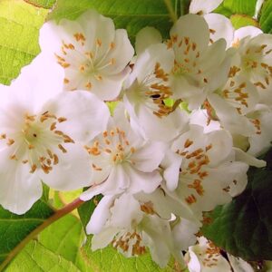 Vyriška margalapė aktinidija 'Adam' yra puiki apdulkintoja kitoms aktinidijoms