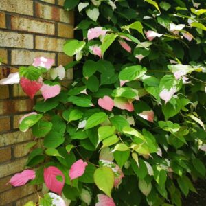 Vyriška margalapė aktinidija 'Adam' yra labai dekoratyvi dėl savo margų lapų, tinka apželdinti tvoroms, pergolėmes, sienoms ar kolonoms