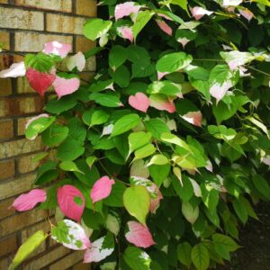 Vyriška margalapė aktinidija 'Adam' yra labai dekoratyvi dėl savo margų lapų, tinka apželdinti tvoroms, pergolėmes, sienoms ar kolonoms