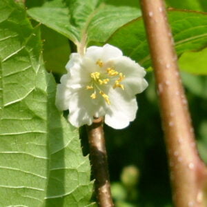 Vyriška margalapė aktinidija 'Adam' yra puiki apdulkintoja kitoms aktinidijoms