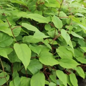 Vyriška smailialapė aktinidija 'Weiki' gali būti auginama ir dėl dekoratyvios išvaizdos, norint apželdinti tvoras, sienas, pergoles ir kita