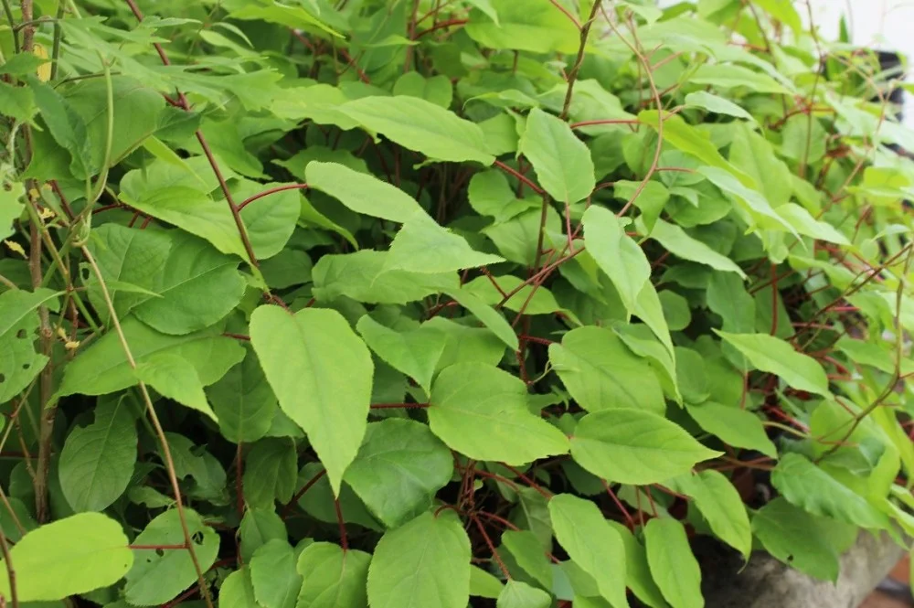 Vyriška smailialapė aktinidija 'Weiki' gali būti auginama ir dėl dekoratyvios išvaizdos, norint apželdinti tvoras, sienas, pergoles ir kita