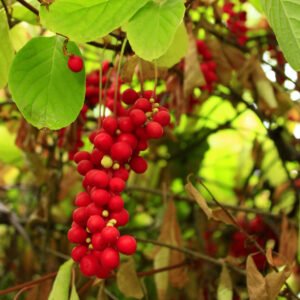 Citrinvyčio uogos malonaus rūgštaus skonio, labai naudingos sveikatai.