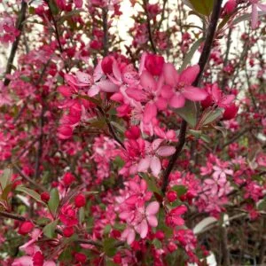 Rojaus obelis 'Royal Raindrops'