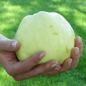 Obels Goldjuwel vaisius