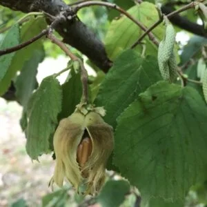 lazdynas ENNIS vaisiai