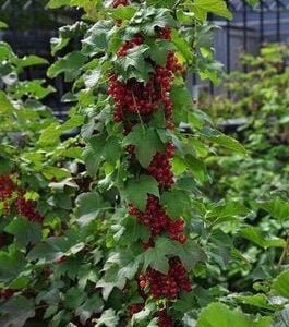 Koloninis raudonasis serbentas 'Rolan'