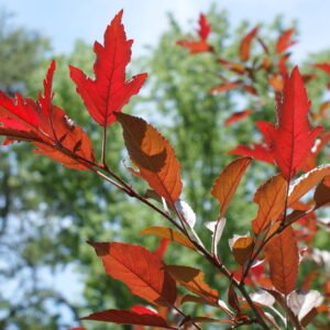 Royal raindrops rojaus obels lapai