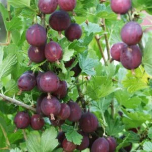 'Severnij Kapitan' agrasto vaisiai