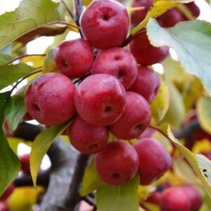 'Balerina Maypole' obelis vaisiai