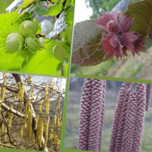 mezzo lazdynas -du viename