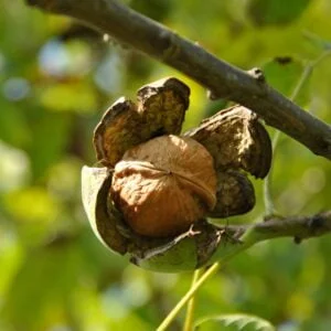 graikinis riešutmedis derėjimo metu