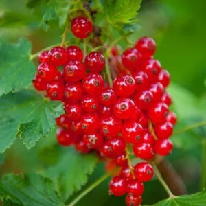 raunojo koloninio serbento 'Jonkheer Van Tets' vaisiai