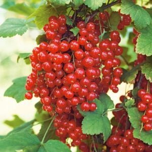 Koloninis raudonasis serbentas 'Rolan'