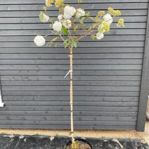 Skiepytas dekoratyvusis putinas 'Eskimo'