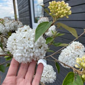 Skiepytas dekoratyvusis putinas 'Eskimo'