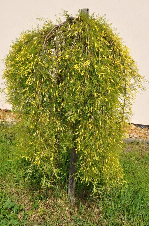 Karagana paprastoji 'Pendula'