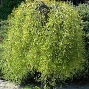 Karagana paprastoji 'Pendula'