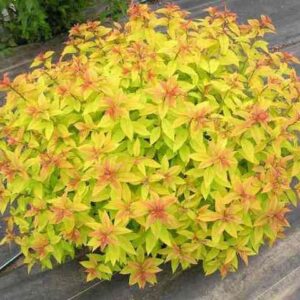 Japoninė lanksva 'Little flame'