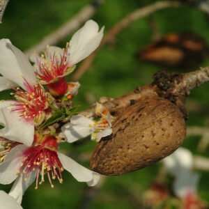 Skiepytas valgomasis migdolas