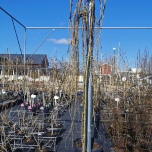 Karagana paprastoji 'Pendula'