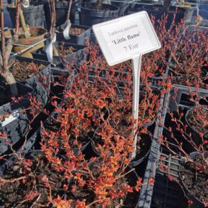 Japoninė lanksva 'Little flame'