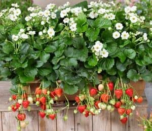 Remontantinė svyranti braškė 'Breeze Snow'