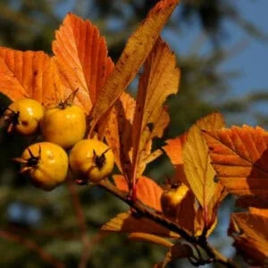 Taškuotoji gudobelė 'Aurea'