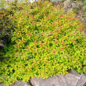 Japoninė lanksva 'Little flame'