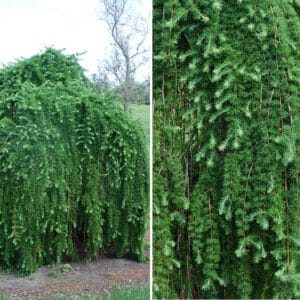 Europinis svyrantis maumedis 'Pendula'