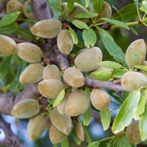 Skiepytas valgomasis migdolas