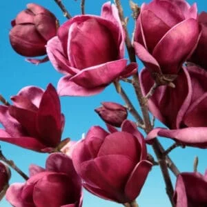 Magnolija sulanžo 'Genie' PBR