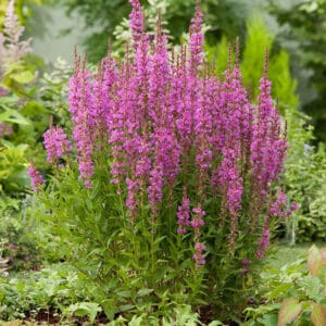 Paprastoji raudoklė robin formuoja dailų kerelį ir tinka apželdinti pakrantes