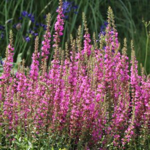 Paprastoji raudokle robin nepaprastai dekoratyviai žydi ir tinka pakrančių apželdinimui